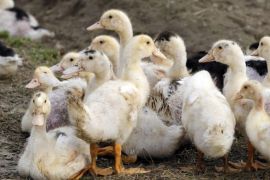 Ducks are seen in a poultry farm in Doazit, Southwestern France, December 17, 2015. France has detected the first cases of low pathogenic H5N3 bird flu and found more cases of highly infectious strains in an outbreak of the disease in the southwest of the country. The outbreak is affecting France's main foie gras producing region just before demand peaks over the year-end holiday season, although the authorities have stressed there is no evidence that bird flu can be transmitted to humans via food. REUTERS/Regis Duvignau