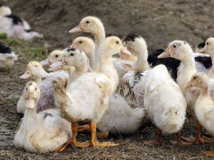 Ducks are seen in a poultry farm in Doazit, Southwestern France, December 17, 2015. France has detected the first cases of low pathogenic H5N3 bird flu and found more cases of highly infectious strains in an outbreak of the disease in the southwest of the country. The outbreak is affecting France's main foie gras producing region just before demand peaks over the year-end holiday season, although the authorities have stressed there is no evidence that bird flu can be transmitted to humans via food. REUTERS/Regis Duvignau