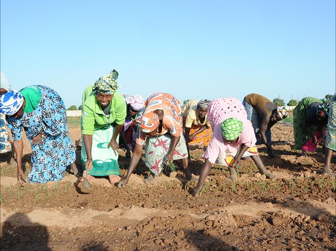 نساء في مزرعة قرية لامين الجماعية غامبيا