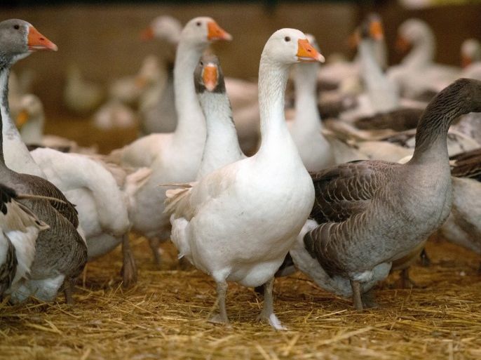 Geese in a stall at Bauerle farm, Fellbach, Germany, 17 November 2016. Animals have been driven into stalls after Baden-Wuerttemberg ordered a satewide confinement obligation for domestic and commercial poultry following a spread of avian flu strain H5N8.