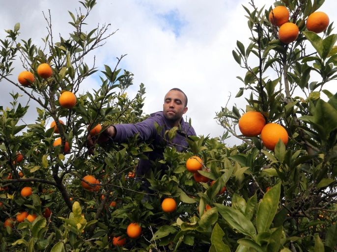 An Tunisian farmer collects 'Maltese oranges', in Tebourba, west of Tunis, Tunisia, 05 January 2013. The Maltese half blood orange variety that is most associated with which Tunisia is the only producer and exporter. Deemed to be the 'Queen of Oranges' is considered by connoisseurs as the best sweet orange in the world.