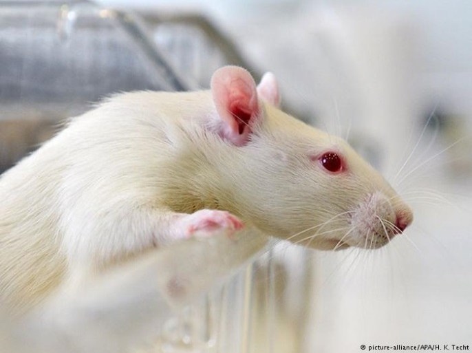 تقنية جديدة توفر قدرة على الرؤية الجزئية لفئران عمياء