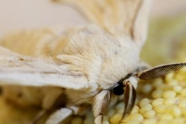 A silkmoth is seen at the CRA research unit in Padua, Italy, June 4, 2015. Despite having wings, the adult moth cannot fly. The Padua research unit houses some 200 different genetic types of silkworm. Clusters of silkworms munch on piles of locally-grown mulberry leaves in a white marquee in Italy's northern Veneto region. They are nourishing hopes of a revival of Italy's 1,000 year-old silk industry. Picture taken June 4, 2015. REUTERS/Alessandro Bianchi