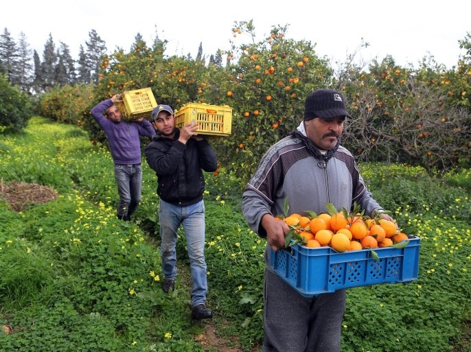Tunisian farmers carry boxes of freshly harvested 'Maltese oranges', in Tebourba, west of Tunis, Tunisia, on 05 January 2013. The Maltese half blood orange variety that is most associated with which Tunisia is the only producer and exporter. Deemed to be the 'Queen of Oranges' is considered by connoisseurs as the best sweet orange in the world.