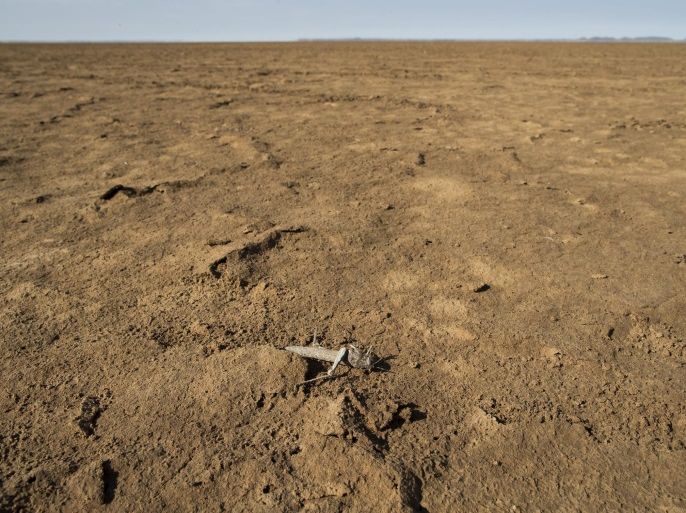 A photograph made avaiable on 04 December 2014 and dated 24 September 2014 shows a dead locust on the dry Hakskeenpan, Northern Cape of South Africa. A new report issued by the Montpellier Panel on 04 December 2014 indicates that if left unattended the cycle of poor land management will result in the continent being locked into a cycle of food insecurity for generations to come. The report also points out soil degradation is hampering economic development with farmers a