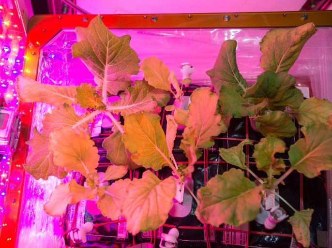 Cabbage Patch: Fifth Crop Harvested Aboard Space Station (NASA)