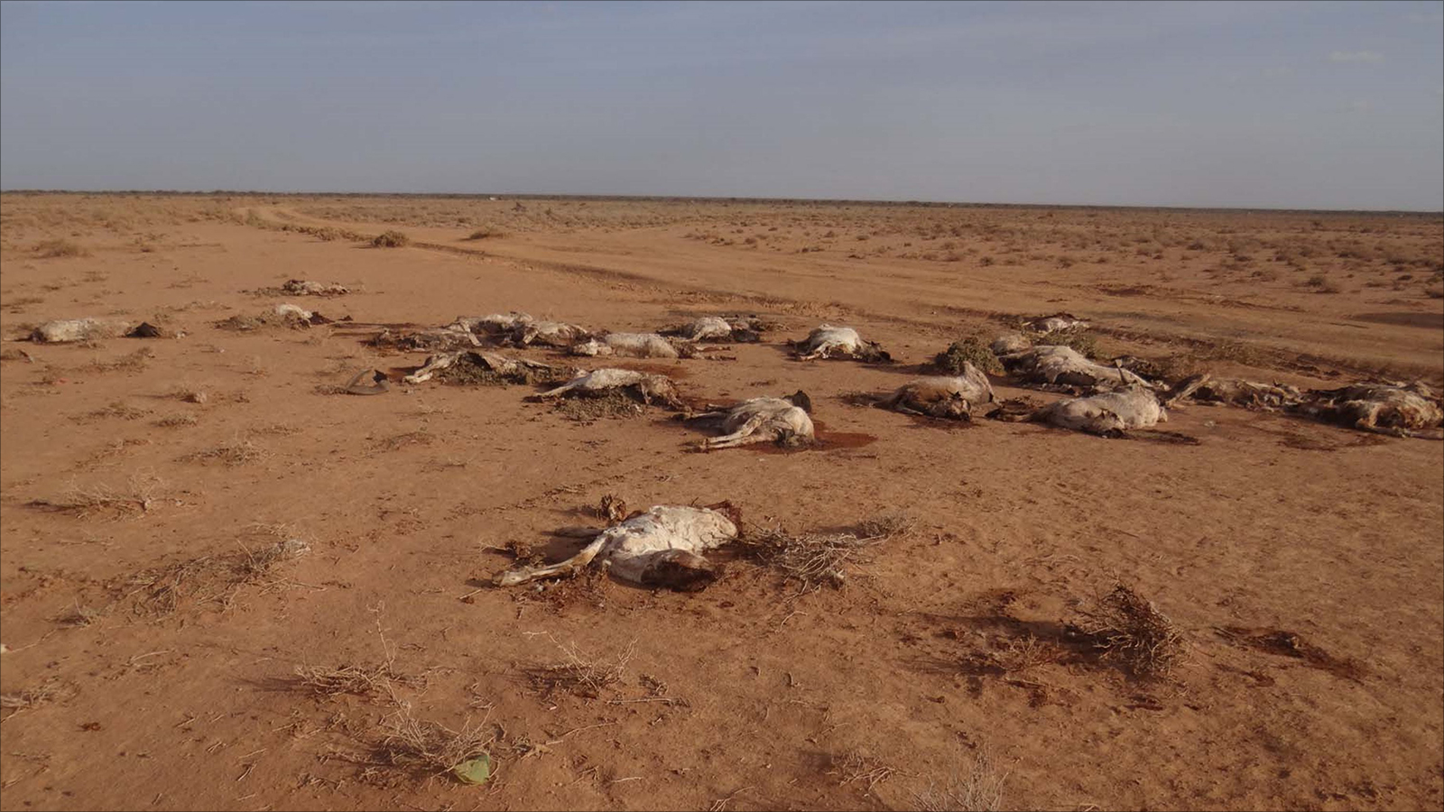 ‪الجفاف في الصومال تسبب في نفوق عدد كبير من المواشي بإقليم أرض الصومال شمالي البلاد (الجزيرة نت)‬ الجفاف في الصومال تسبب في نفوق عدد كبير من المواشي بإقليم أرض الصومال شمالي البلاد (الجزيرة نت) 