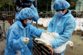 Health workers gather test samples from a goose to check for bird flu virus at ithe Bali Geese Farm in New Taipei City, northern Taiwan, 12 January 2015. Taiwan confirmed 11 January that the avian influenza virus H5N8 has been detected for the first time in Taiwan, according to state-run Central News Agency.