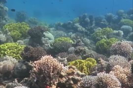 مخاوف على الشعاب المرجانية في خليج العقبة