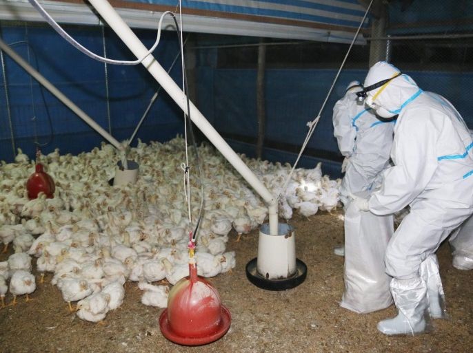 A handout photo released by the Tainan City Animal Protection Office shows public health workers cull chilcken on a chicken farm in Tainan City, southern Taiwan, 15 January 2015. On 11 January, Taiwan confirmed that the avian influenza virus H5N8 had been detected for the first time in Taiwan, with nearly 100 chicken, duck and geese farms having been infected as of 15 January.