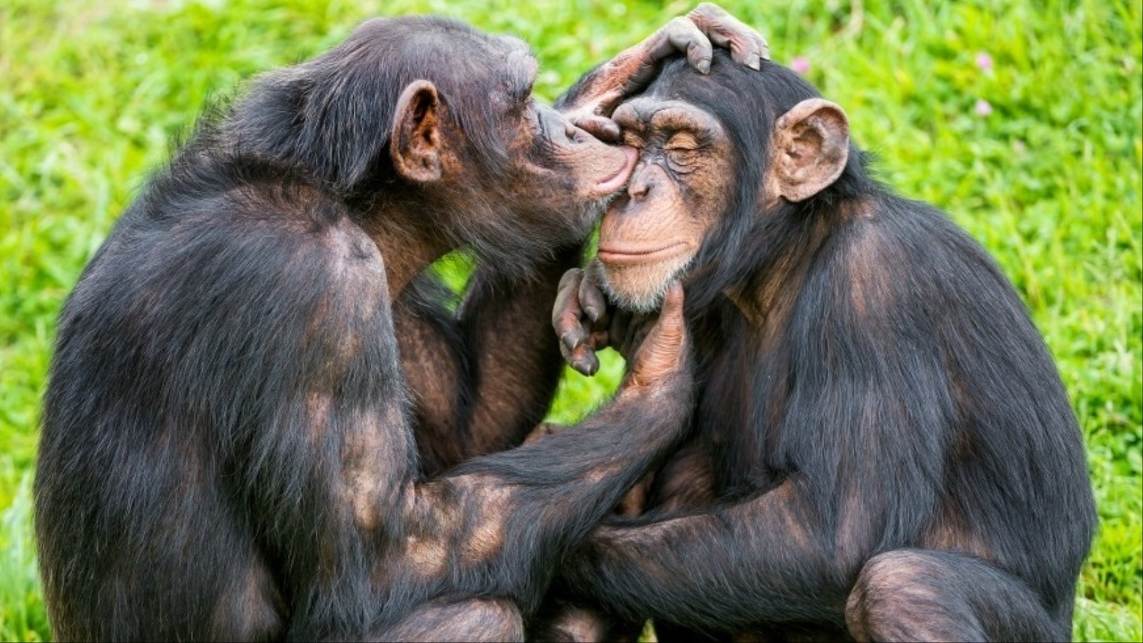 تتشارك جماعات الشمبانزي معنا في صفة أخرى كنا نعتبرها خاصة بالبشر، وهي التعاطف