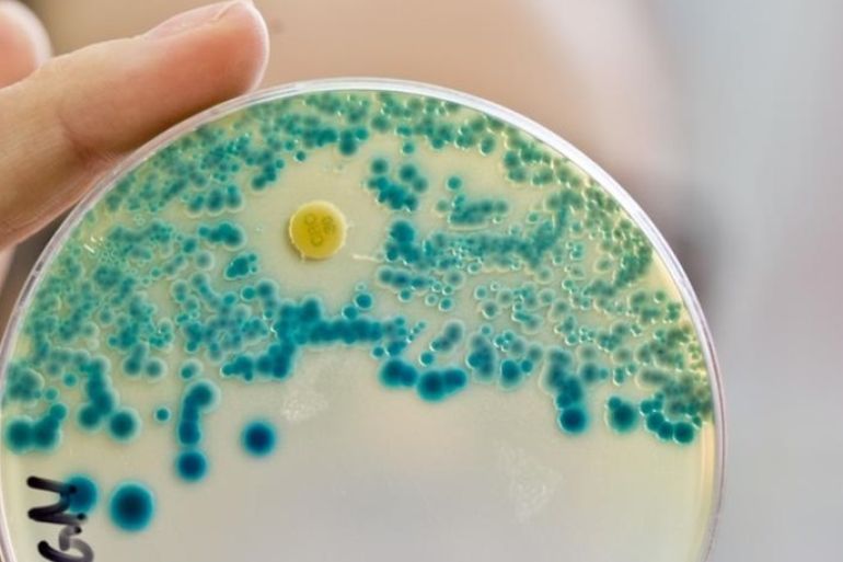 دراسة: بكتيريا مفترسة كمضاد حيوي!