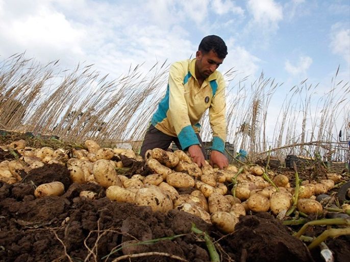 A farmer harvests potatoes in a potato field in Reghaia, east of Algiers April 23, 2013