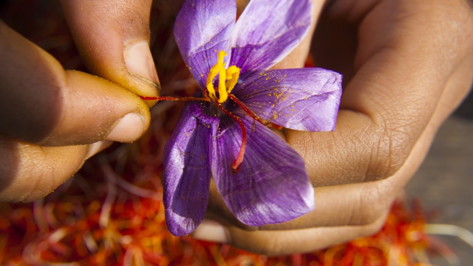 زراعة ورود الزعفران في إقليم كشمير الهندي إحدى أهم محاصيل التوابل الهندية (غيتي إيميجز)