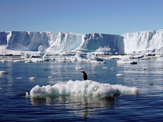 An Adelie penguin stands atop a block of melting ice near the French station at Dumont díUrville in East Antarctica January 23, 2010. Picture taken January 23, 2010. REUTERS/Pauline Askin/File photo
