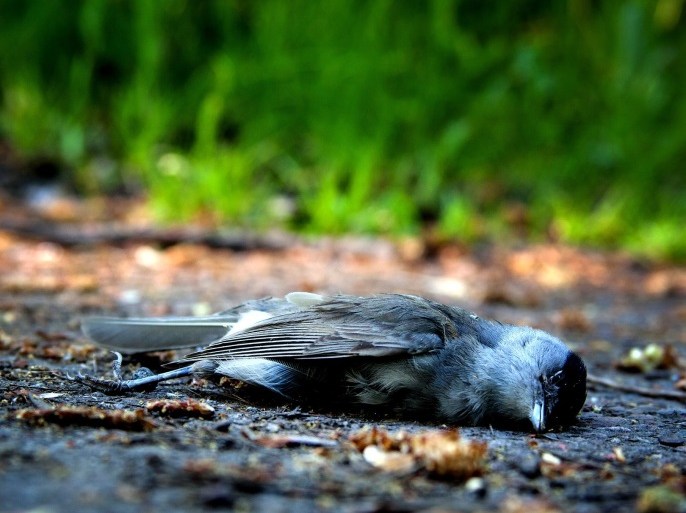 blogs - dead bird