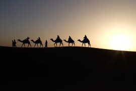 blogs - camels