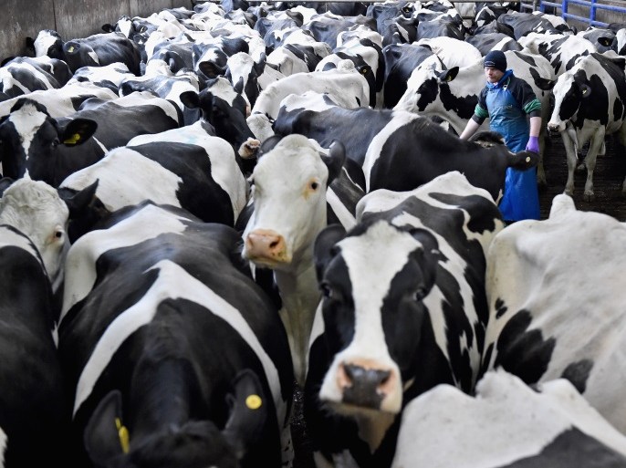 BALFRON, SCOTLAND - MARCH 16: Stewart Johnstone tends to Holstein cows as they are milked at Clayland farm on March 16, 2016 in Balfron, Scotland. Many farmers across the country are voicing concerns that Brexit could be a dangerous step into the unknown for the farming industry. (Photo by Jeff J Mitchell/Getty Images)