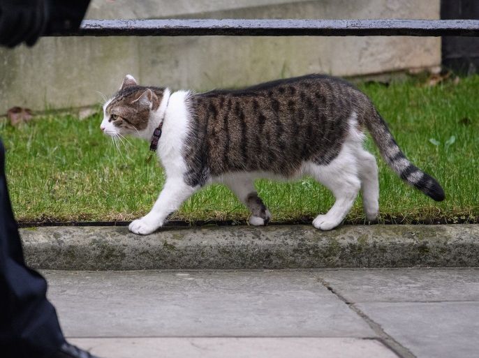 LONDON, ENGLAND - JANUARY 25: Larry, the Downing Street cat, wears a Union Flag collar as British Prime Minister Theresa May prepares to head to the weekly PMQ session in the House of Commons after leaving number 10 at Downing Street on January 25, 2017 in London, England. The Government is facing increasing pressure to publish it's Brexit plans in a formal White Paper. (Photo by Leon Neal/Getty Images)
