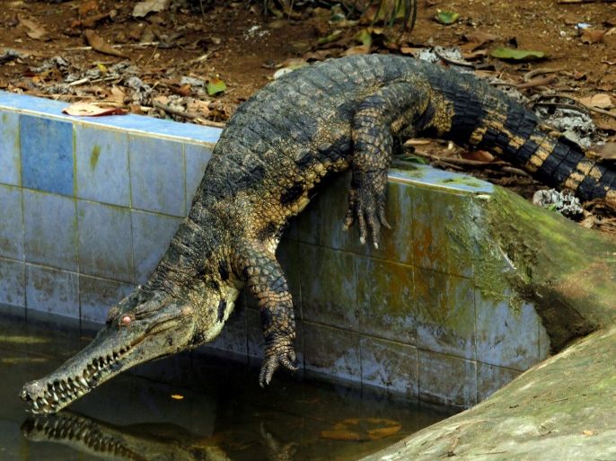 A West African Slender-snouted Crocodile is pictured in its enclosure at the zoo of Abidjan, Ivory Coast September 9, 2016. Picture taken September 9, 2016. REUTERS/Luc Gnago