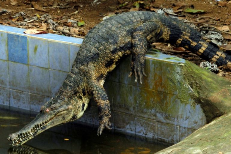 A West African Slender-snouted Crocodile is pictured in its enclosure at the zoo of Abidjan, Ivory Coast September 9, 2016. Picture taken September 9, 2016. REUTERS/Luc Gnago
