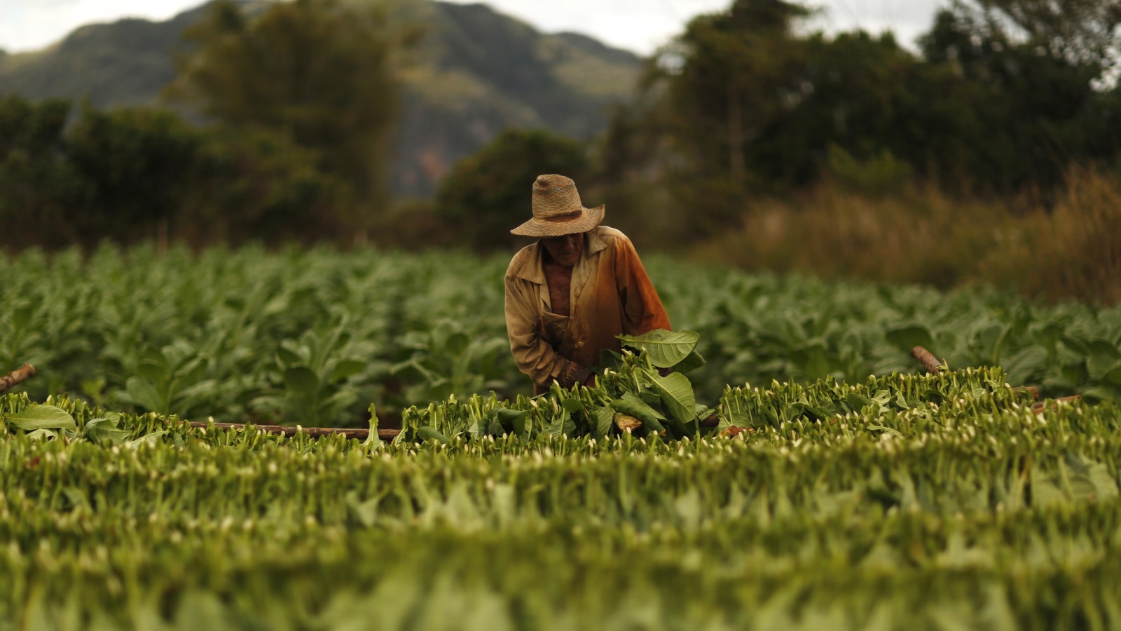 في سعيها لزيادة الإنتاج المحلي، سلمت الدولة أكثر من 3.7 مليون فدان من الأراضي لمزارعي القطاع الخاص الذين تساهم محاصيلهم الحالية فيما نسبته 57% من إجمالي الإنتاج الغذائي في البلاد (رويترز)