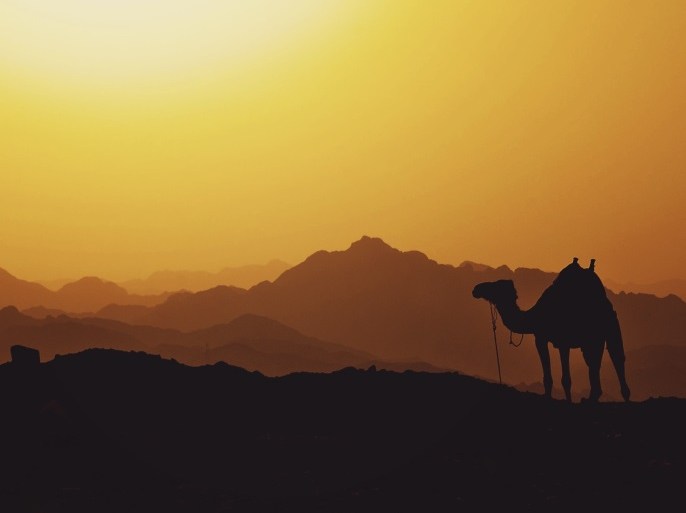 blogs - camel