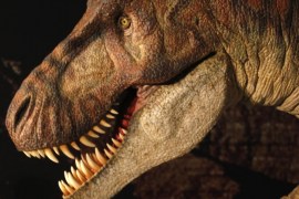 A host talks in front of a Tyrannosaurus rex replica display named Kokoro during a media preview of the