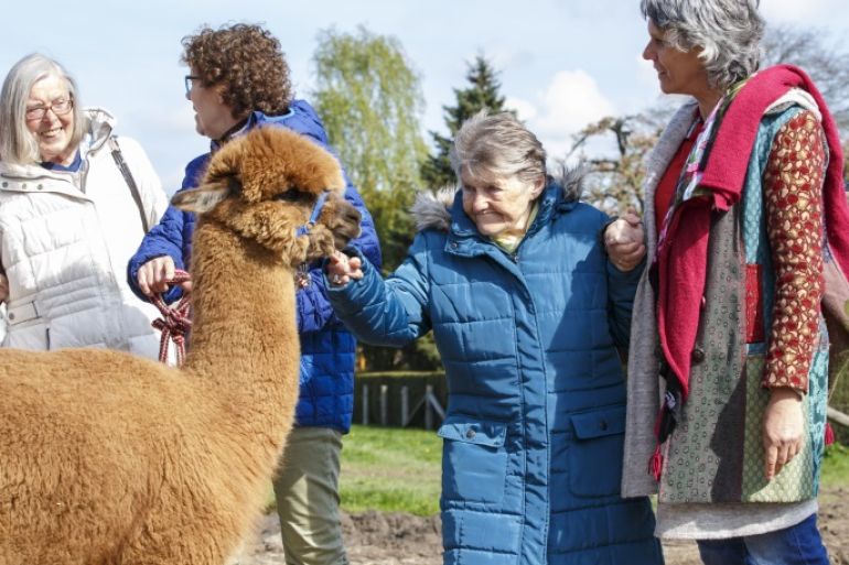 GEESTHACHT, GERMANY - APRIL 20: A dementia patient (C) with her guides spends the day at an alpaca farm as therapy in the village of Krukow on April 20, 2017 near Geesthacht, Germany. Dementia patients have the opportunity to pet and feed the animals, participate in farm chores, walk on the 40 hectares of farm property and socialize with one another, all of which act as a sort of therapy to stimulate the patients and help them to connect with their surroundings. The pro