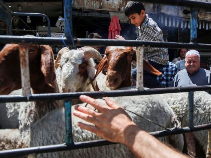 Syrians pick lambs for sale in an open-air market in the rebel-held town of Douma, on the eastern outskirts of Damascus on May 23, 2017, as Syrians prepare for the holy month of Ramadan due to start later this week. / AFP PHOTO / AMER ALMOHIBANY (Photo credit should read AMER ALMOHIBANY/AFP/Getty Images)
