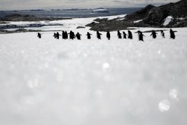 ميدان - بطاريق بطريق القطب الجنوبي جليد ثلج