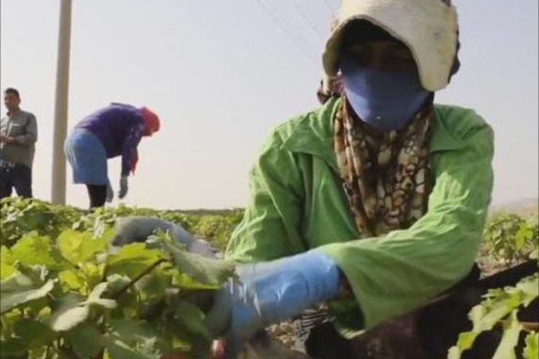 العاملات في المستوطنات الزراعية الاسرائلية يتعرضن للإهانة والضرب أحيانا