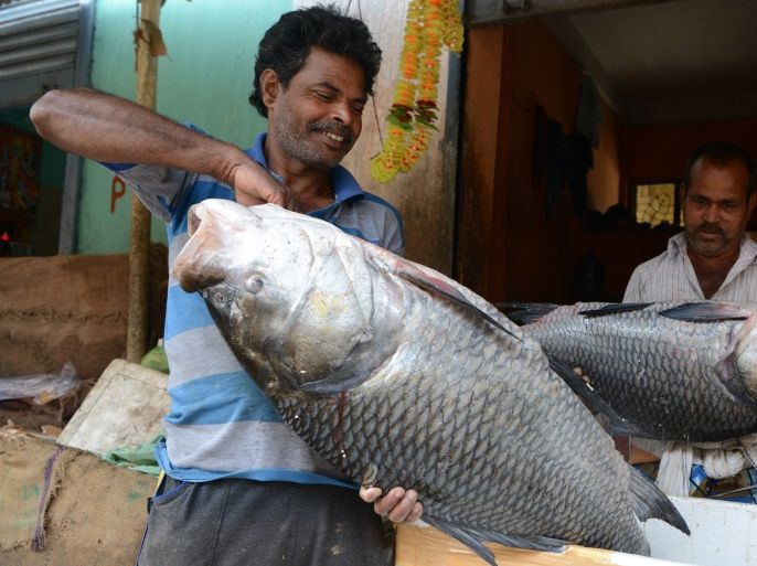 Indian fish traders pose with large fish at a local fish market in Siliguri on February 16, 2017.Fishing plays an important socio-economic role in the country as it supplies cheap and nutritious food and generates employment and income. / AFP / DIPTENDU DUTTA (Photo credit should read DIPTENDU DUTTA/AFP/Getty Images)