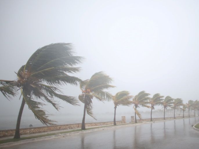 Palm trees sway in the wind prior to the arrival of the Hurricane Irma in Caibarien, Cuba, September 8, 2017. REUTERS/Alexandre Meneghini TPX IMAGES OF THE DAY