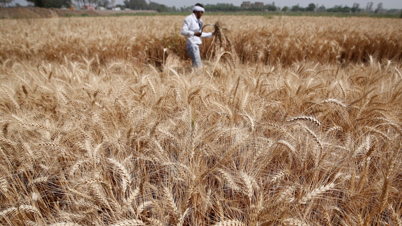‪القطاع الزراعي يساهم بأكثر من 11% في الاقتصاد المصري‬ القطاع الزراعي يساهم بأكثر من 11% في الاقتصاد المصري (رويترز-أرشيف)
