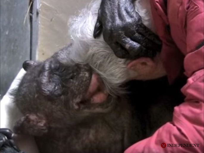 Dying chimpanzee recognises old human friend before smiling and embracing him