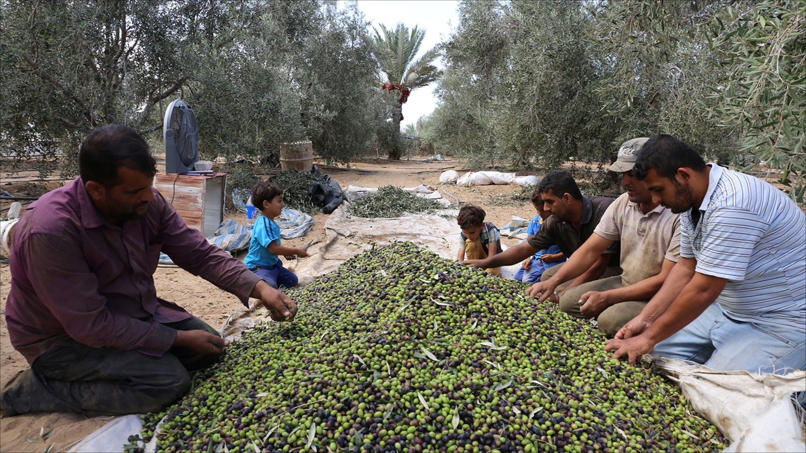 ‪‬  روح التعاون تسود بين أصحاب بساتين الزيتون بغزة(الجزيرة)