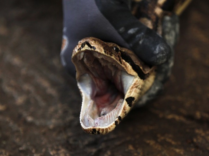 A zoo keeper holds the head of the 13-year old Boa 'Charlotte' during the annual stock take at the zoo in Duisburg January 11, 2013. REUTERS/Ina Fassbender (GERMANY - Tags: ANIMALS)