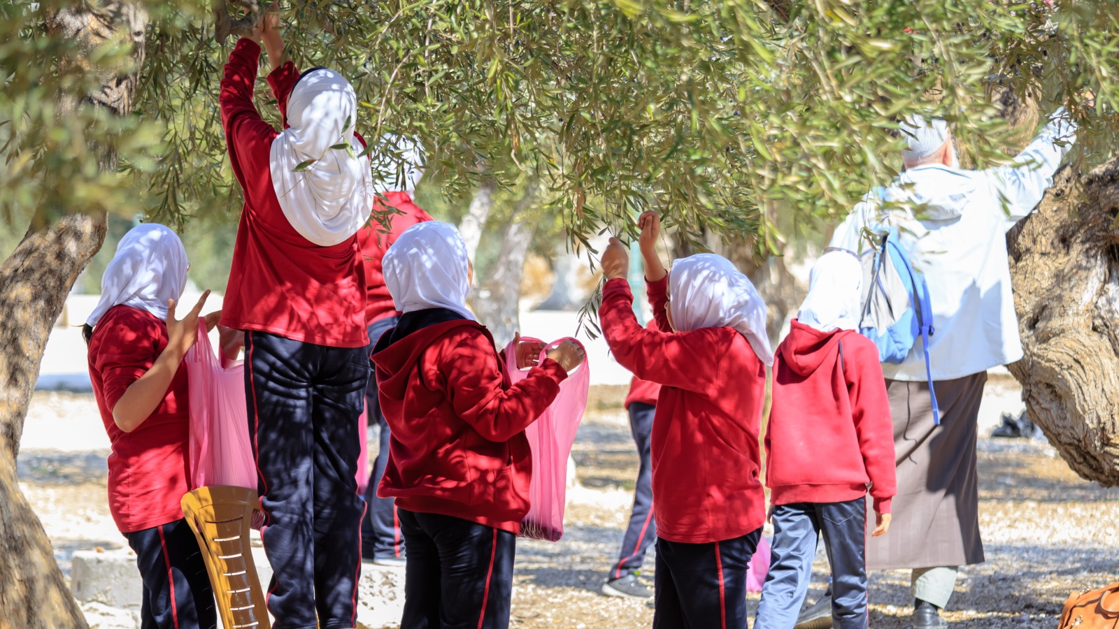 مدارس القدس تشارك في حملات توعية لقطف ثمار الزيتون بالمسجد الأقصى 