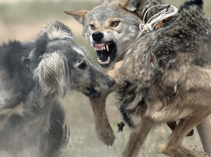 A Kyrgyz Taigan dog chases a wolf during a hunting festival near the village of Bokonbayevo, some 300 km (186 miles) east from the capital Bishkek, August 24, 2007. More then 20 hunters with dogs and eagles took part in the national festival. REUTERS/Vladimir Pirogov (KYRGYZSTAN)