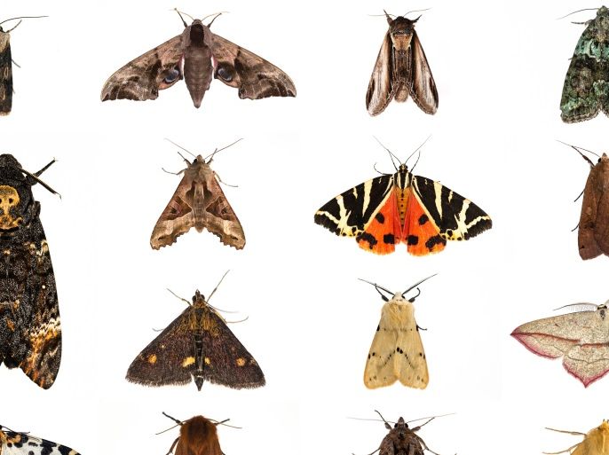 LONDON, UNITED KINGDOM - JULY 06: A composite image of several species of British Moths between August 2013 and July 2014 in the United Kingdom. This weekend saw the annual Moth Night where moth recorders, lepidopterists and moth enthusiasts across the country ventured out and take part in the annual moth night survey. The annual census is organised by Butterfly Conservation and Atropos, and hoped to raise awareness of moths and their importance in the food chain. The findings of the survey help provide a picture of populations across the country, and how they are affected by climate change. It is thought that climate change in the form of warmer, wetter winters reduced the survival of some of Britains most charismatic moths. Around 2,500 species of moth are found in the British Isles compared to approximately 70 butterflies. Moths are split into two groups, macro, and the smaller micro moth, with different species across a range of habitat able to be found flying throughout the year. Moths play a major role in the food chain providing food for predators such as bats, and playing their part as major pollinators much like butterflies and bees. Though most fly at night, there are also several day flying moths such as tiger moths. (Photo by Dan Kitwood/Getty Images)