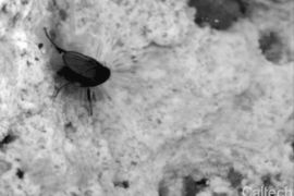an alkali fly diving at Mono Lage (Caltech)