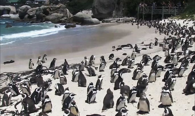 جهود لحماية طيور البطريق الرملي بجنوب أفريقيا