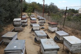 ، نحالات غزة يواجهن صعوبات لبعد خلاياهن عن مناطق سكانهم بحثاً عن مراعي النحل.