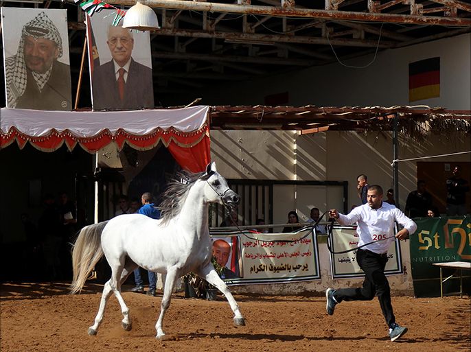 مسابقة "جمال الخيول العربية" التاسعة في فلسطين