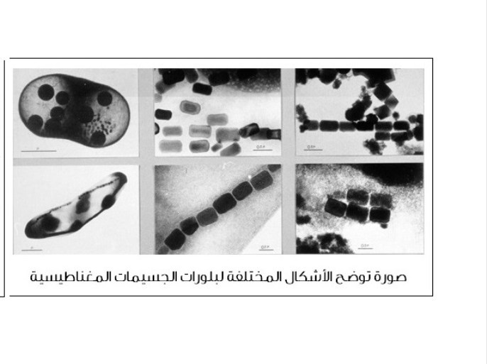 البكتيريا المغناطيسية، المصدر: موقع منظمة المجتمع العلمي العربي