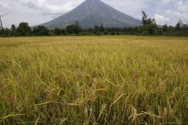 Rice stalks ready for harvesting are pictured at a rice field overlooking Mayon volcano in Daraga, Albay in central Philippines April 3, 2016. REUTERS/Erik De Castro