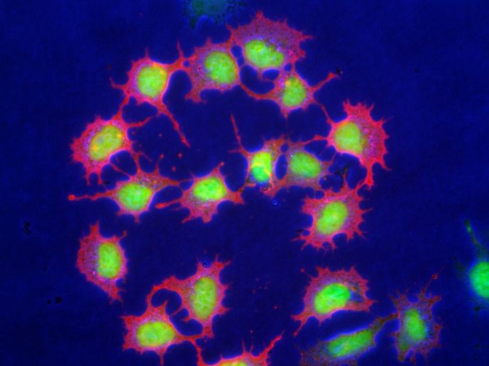 صورة غير مؤرخة في معهد ماكس بلانك في ألمانيا يظهر الخلية الجذعية الجنينية للفأر. وتم منح أول تصريح إجراء أبحاث على الخلايا الجذعية للأجنة البشرية في ألمانيا قبل 15 عاما. (النشر مجاني لعملاء وكالة الأنباء الألمانية “dpa”. لا يجوز استخدام الصورة إلا مع النص المذكور وبشرط الإشارة إلى مصدرها.) صور: Mpi Muenster/Max-Planck-Institut für molekula/dpa