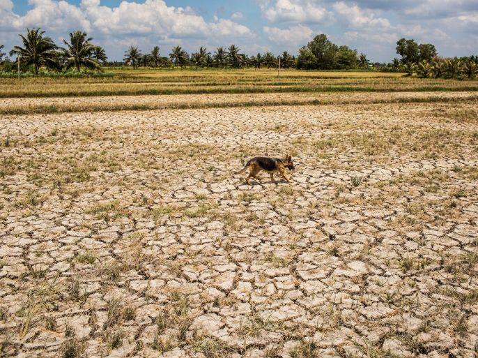 BEN TRE PROVINCE, VIETNAM - MAY 04: A dog walks over a drought hit plot of land on May 04, 2016 in Ben Tre Province, Vietnam. Vietnam's Mekong Delta had been hit by its worst drought in 90 years caused by the El Nino weather patterns and hydroelectric dams. Based on reports, nearly 140,000 hectares of the Mekong Delta in Vietnam are bone dry and contaminated by salt water, as brine from the sea pushes up the delta's channels. People in affected regions are growing de