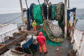 Cod end of fishing trawler net full of haddock, pollock, cod fish and dogfish. Georges Bank, New England